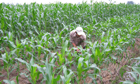 Hưng H&agrave;&nbsp;kh&oacute; ho&agrave;n th&agrave;nh kế hoạch cấp giấy chứng nhận QSDĐ trong năm 2013